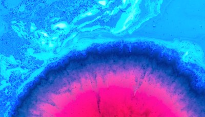 Bio Based Industries: pubblicato il piano di lavoro 2019