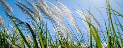 Decreto Agrivoltaico: l'unione tra energia e agricoltura