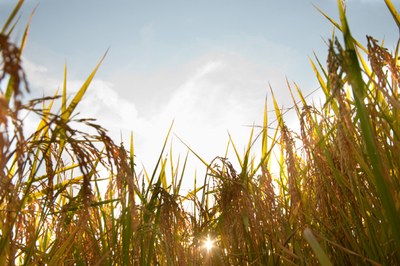 Desk Ambiente - Presidio di Monza