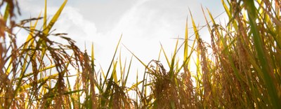Fanghi in agricoltura, dal MASE chiarimenti su come gestire lo spandimento nel RENTRI