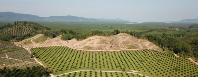 Regolamento UE Deforestazione: ok definitivo al rinvio di un anno