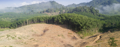 Regolamento UE Deforestazione: pubblicata la versione aggiornata del vademecum interpretativo