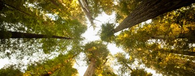 Regolamento UE deforestazione: guida all'utilizzo e formazione sul sistema informativo EUDR