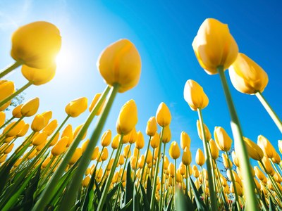 Rifiuti - Diritti d'iscrizione 2016 all'Albo Gestori Ambientali - Scadenza 30 aprile