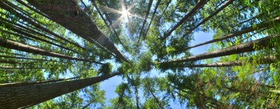 SGA e 231: il ruolo e il valore della certificazione volontaria nella prevenzione dei reati ambientali - Incontro del 27 settembre