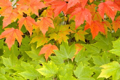 Sviluppo Sostenibile - SGA e Responsabilità dell'impresa (ex 231) e reati ambientali, Incontro del 27 ottobre