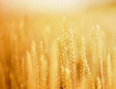 CCNL Industria alimentare 5.2.2016 – Adempimenti contrattuali - Quarta tranche aumenti retributivi